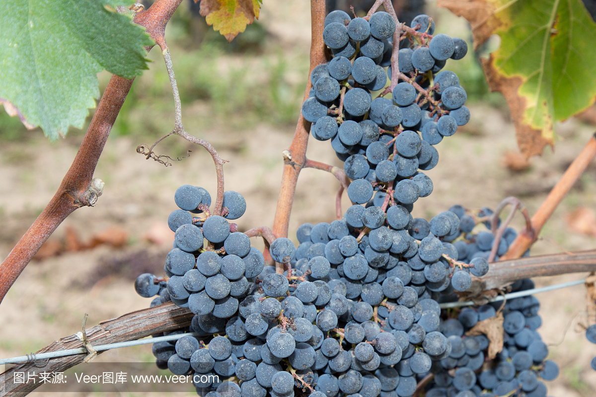 梅多克的葡萄藤上掛著一串串的紅葡萄酒葡萄